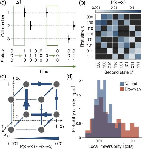 Decomposing the Local Arrow of Time in Interacting Systems | SP↑N Lab